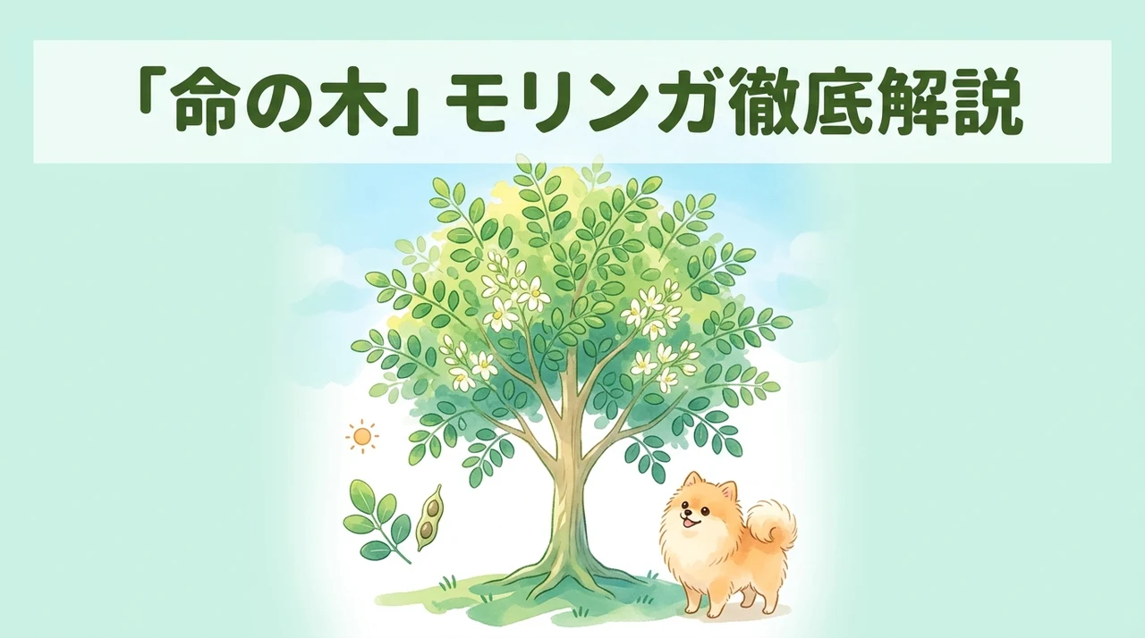 命の木モリンガとは?基本情報と特徴